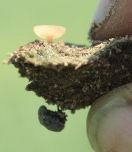 a cake of substance with a white round thing growing from it
